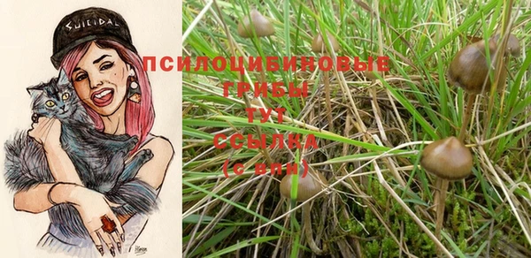 сатива Тобольск